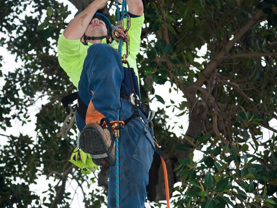 Qualified arborist working in a mature tree during an Enviro Trees UK survey in South Ayrshire