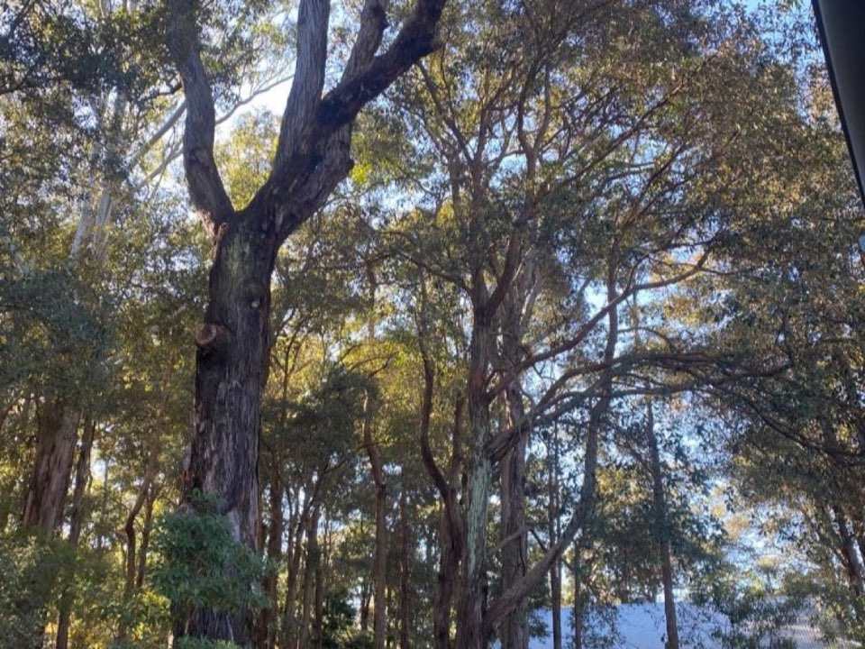 Mature trees in South Ayrshire parkland with a property visible in the background